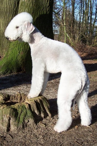 Airis Blue Volshebny Svet 09.02 (9).JPG